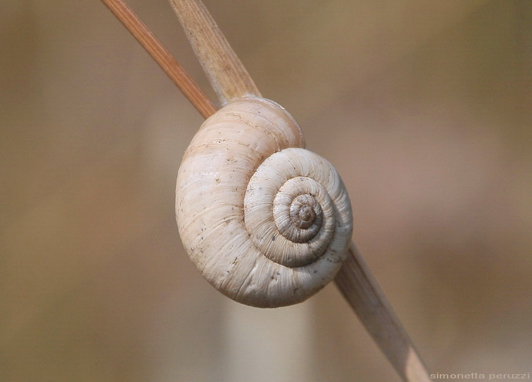 Carellata di Gasteropoda